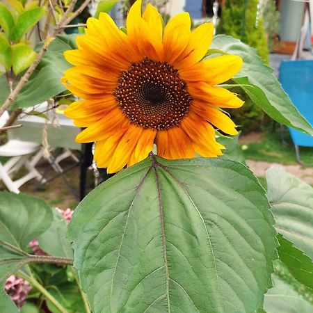 Un Deux Pieces Et Un Jardin A Вилжуиф Екстериор снимка
