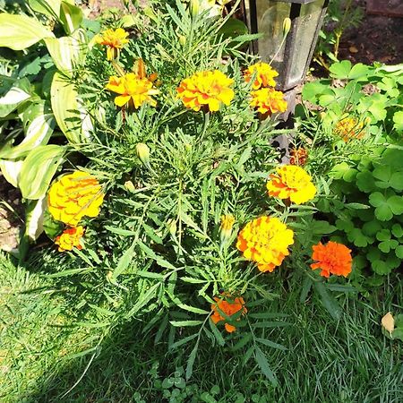 Un Deux Pieces Et Un Jardin A Вилжуиф Екстериор снимка