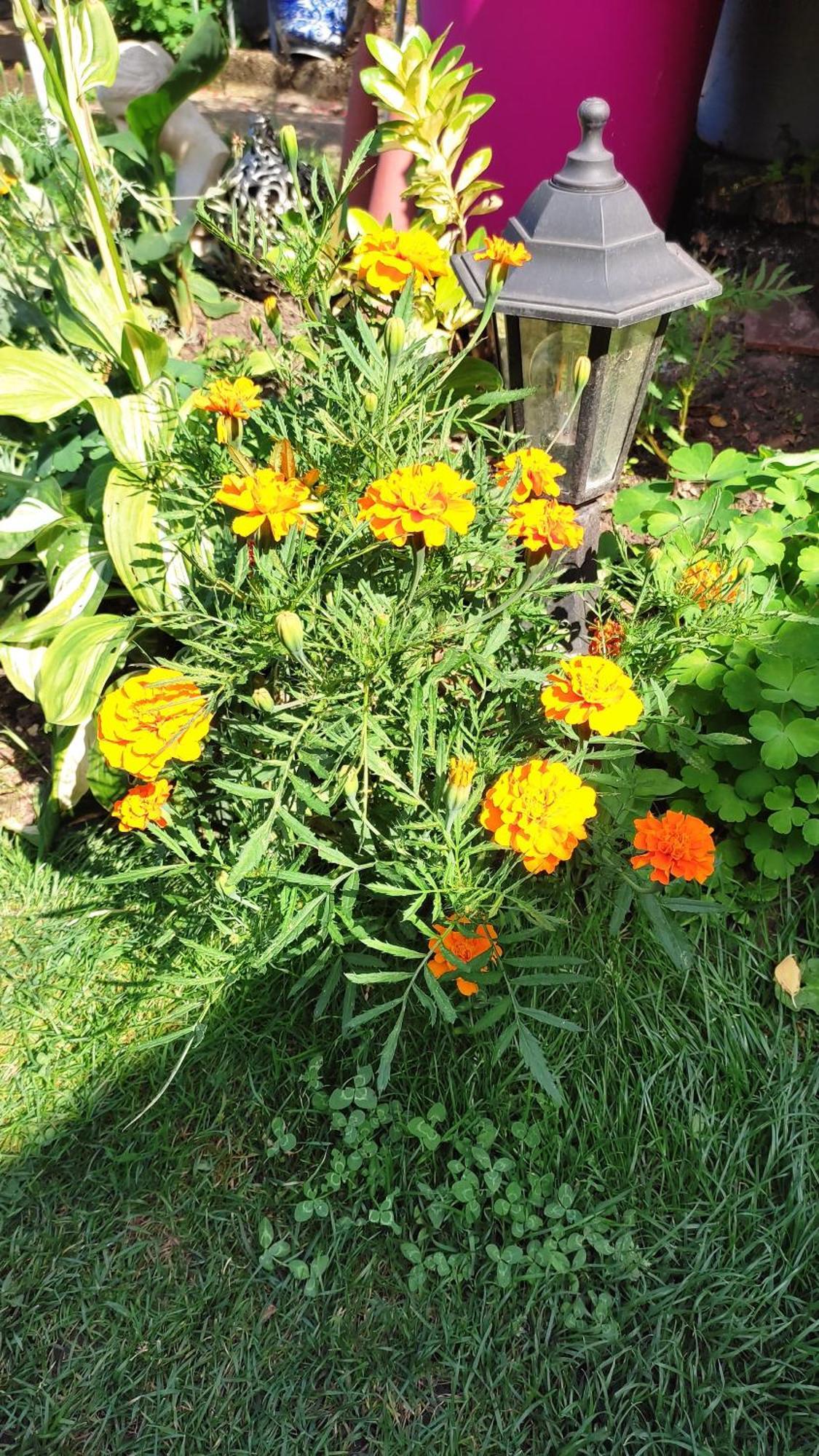 Un Deux Pieces Et Un Jardin A Вилжуиф Екстериор снимка